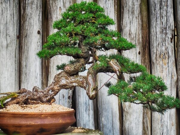 ARVOREZINHA LINDA “BONSAI”