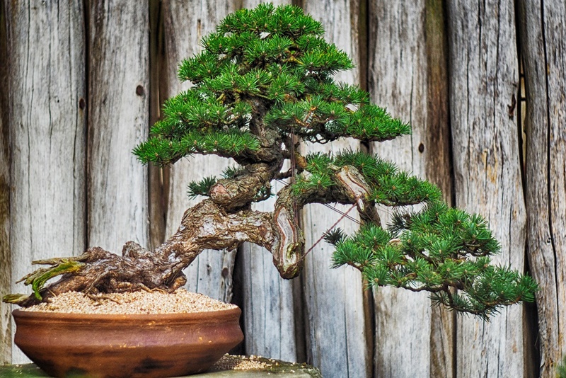 ARVOREZINHA LINDA “BONSAI”